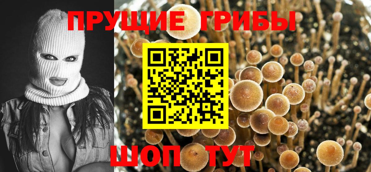 Нальчик  Псилоцибиновые грибы Psilocybe  Вход с VPN 